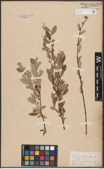 Foto von Salix aurita L. x Salix repens L.